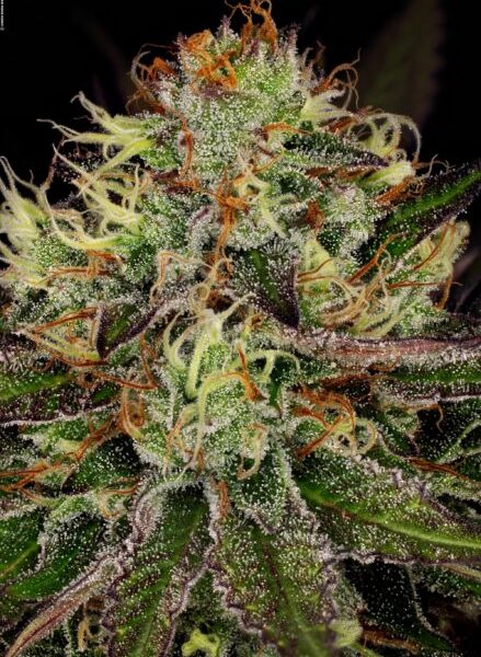 Chocolate Wafflez (x3)