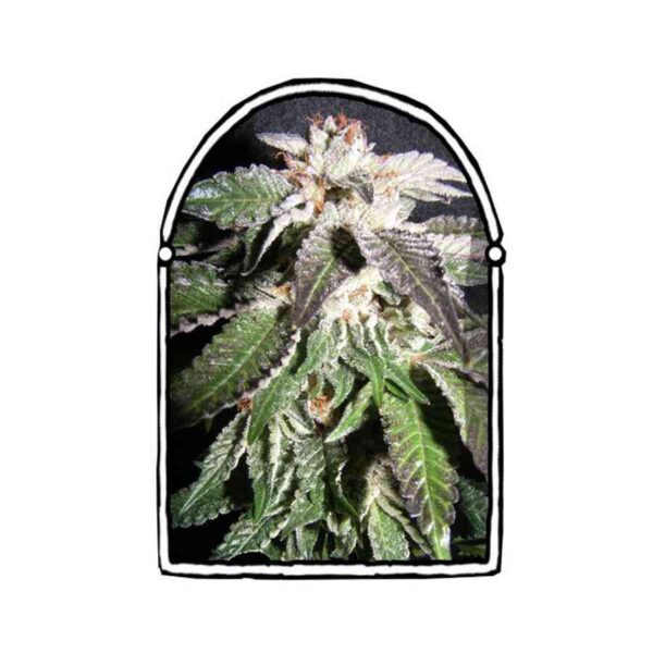 Confidencial OG (x3)