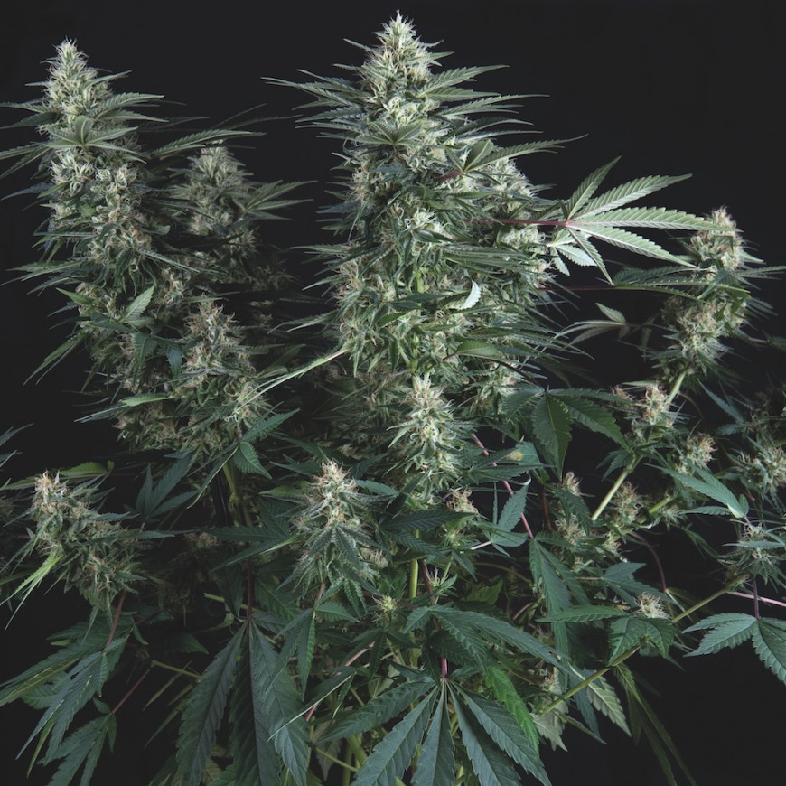 super-og-kush-regular