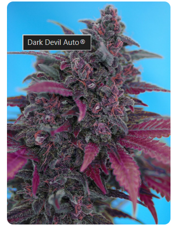 DARK DEVIL AUTO (3+1)