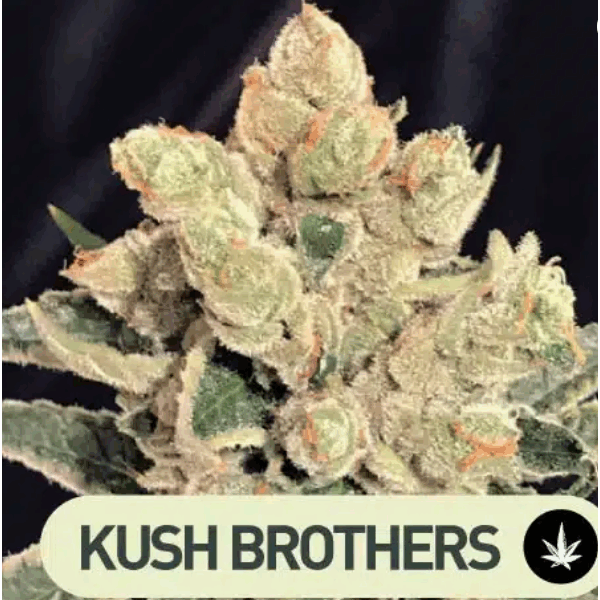 Banana Sherbert Auto (x3)