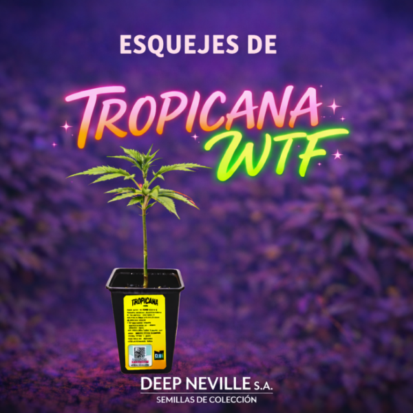 Esqueje Tropicana WTF